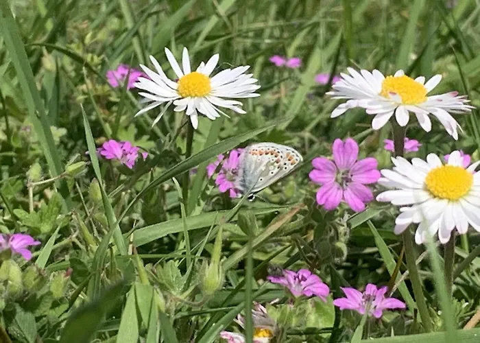 Vakantiehuis House Nr 69, Dichtbij Ouddorp